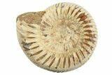 1 1/2" Polished Perisphinctes Ammonite Fossils - Madagascar - Photo 2